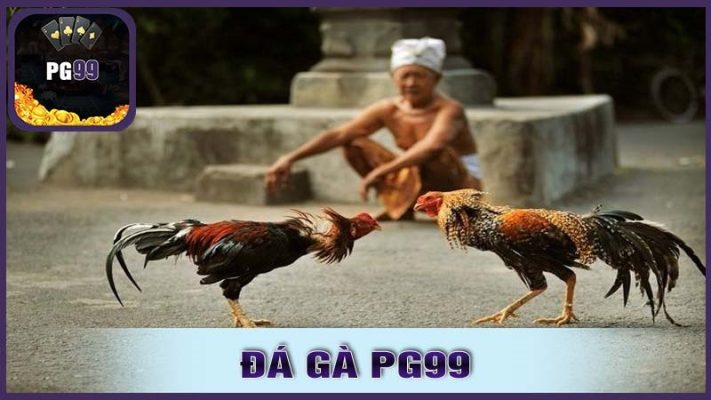 Tỷ lệ cược hấp dẫn và cơ hội thắng lớn khi cược đá gà tại PG99